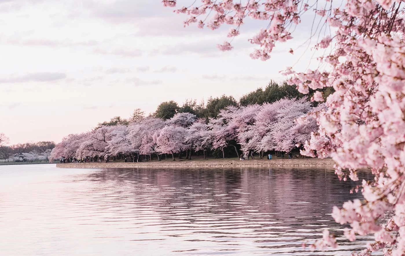 Sakura-inspirerad: Ta Magin av Körsbärsblommor till Ditt Hem